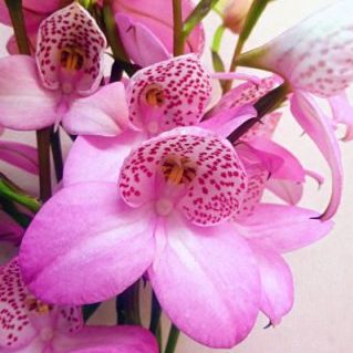 ディサ　アーティスト